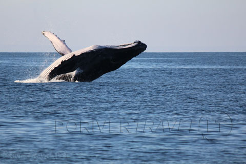 Whale whatching e Dophin watching in Oman 